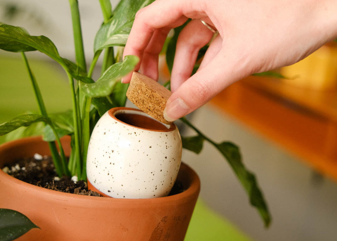Olla en terre cuite : pourquoi ce matériau est idéal pour arroser vos plantes d'intérieur