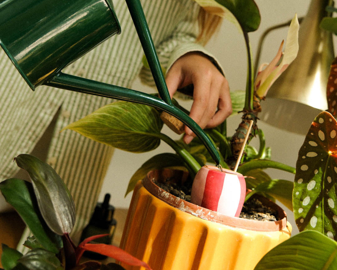 Oya en terre cuite : tout comprendre pour bien arroser ses plantes d'intérieur