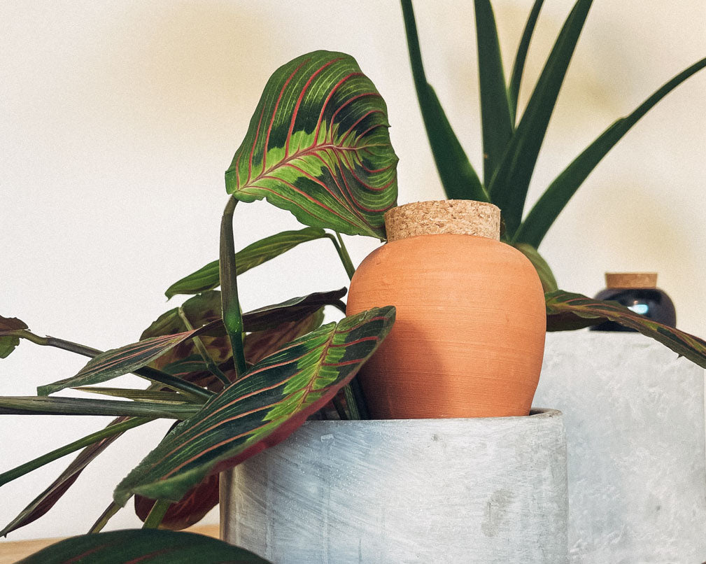 Pepin - How do I choose an Olla for my plant?