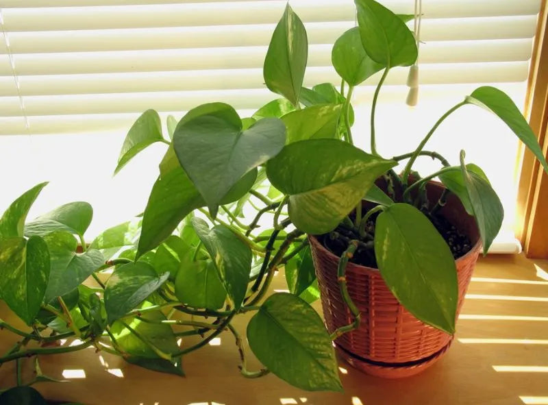 emily plants Emily Rose – Rosesplant