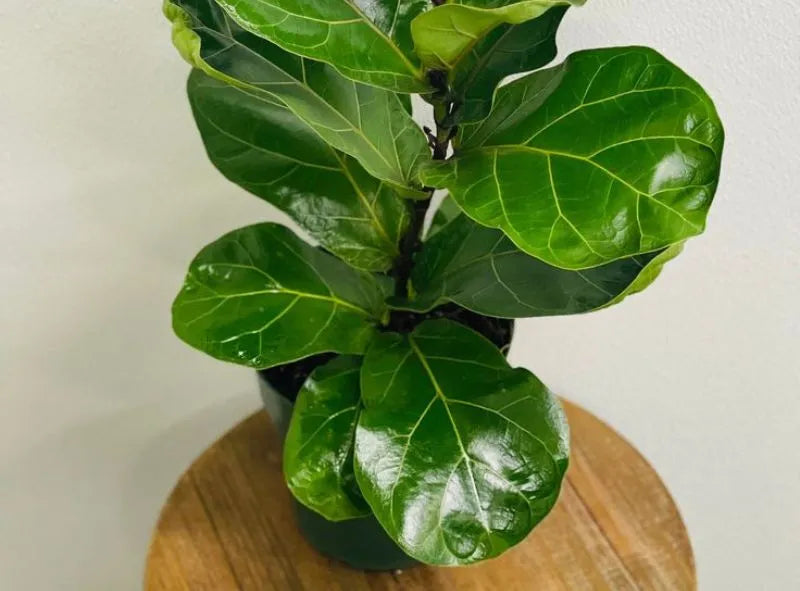 pinnatum albo variegata Albo Pothos Epipremnum pinnatum 'Variegata Pothos Cutting or Starter –  Rooting 4 Joy