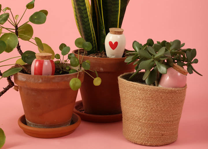 Comment choisir son oya pour plantes d'intérieur : guide d'achat complet