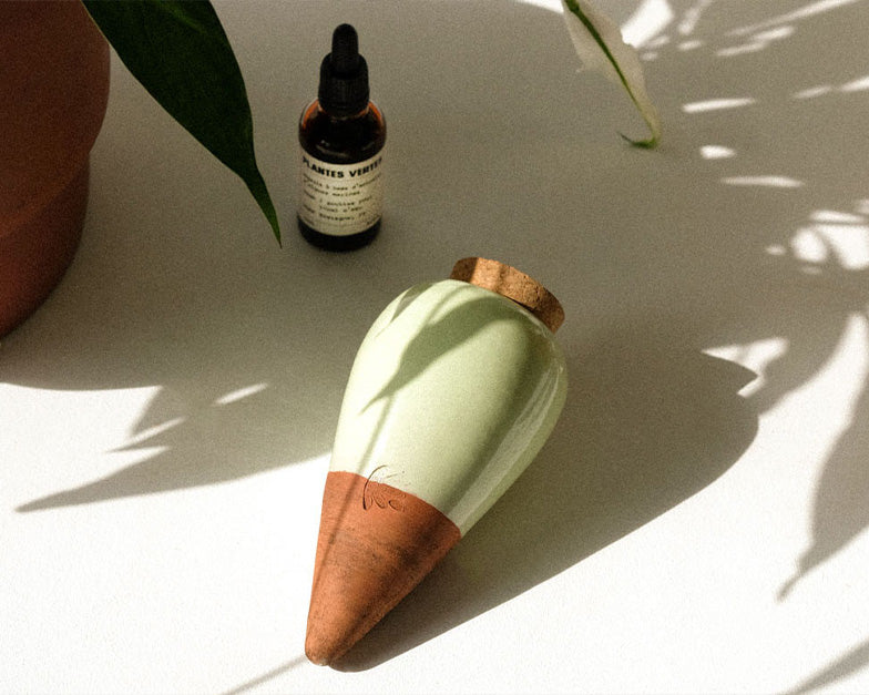 La routine de Printemps pour des plantes d'intérieur en pleine forme 🪴