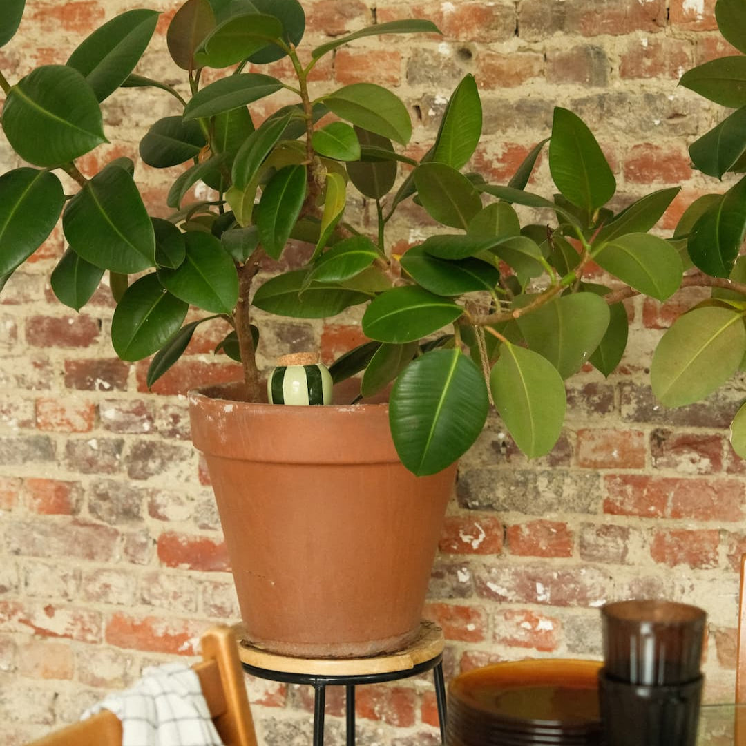 Olla - Zweifarbig grün gestreift