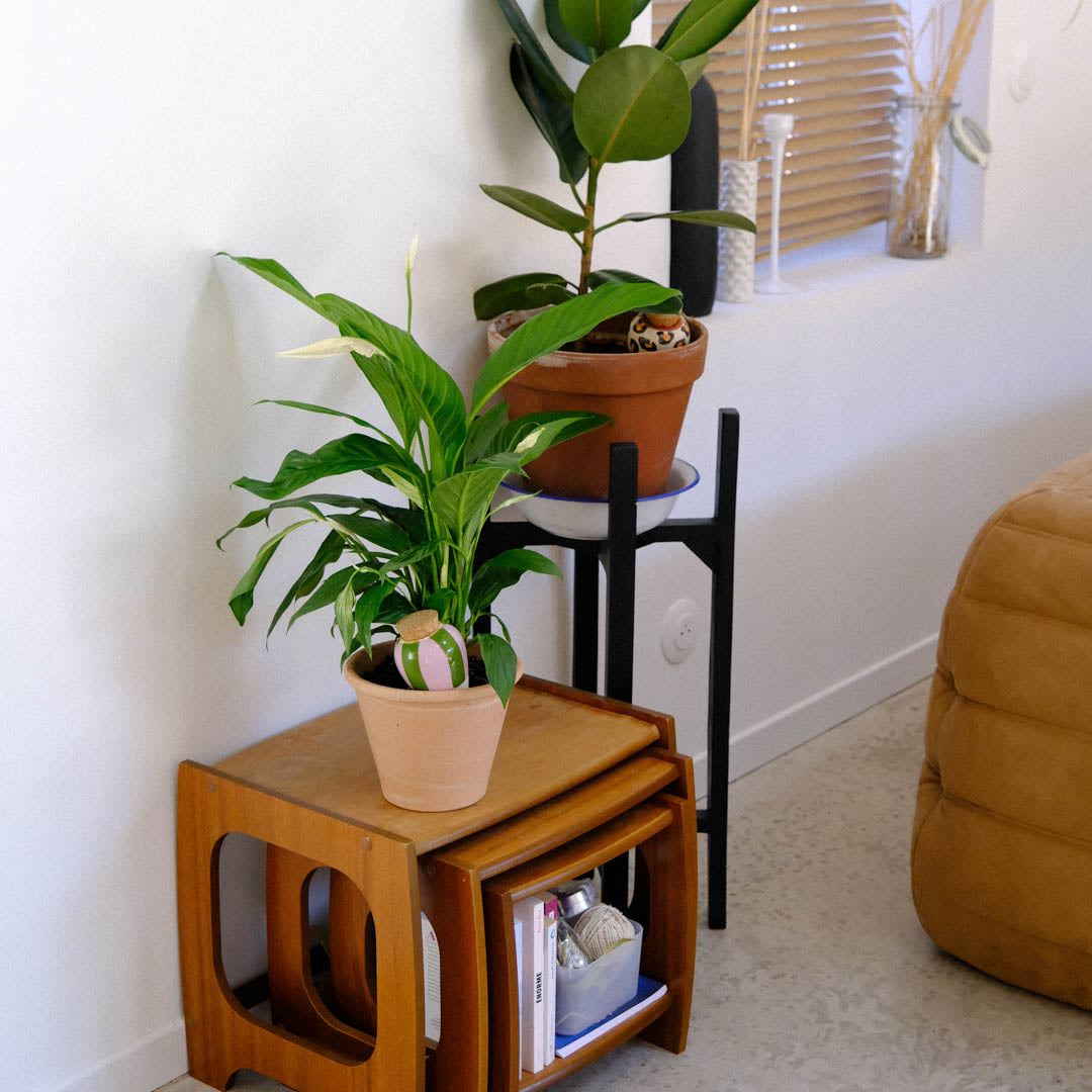 Olla - Green and lilac striped
