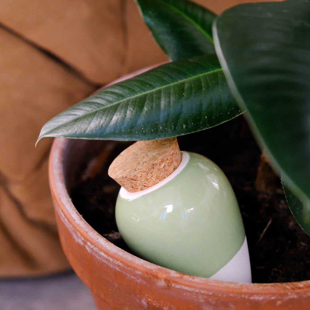 Olla - Green