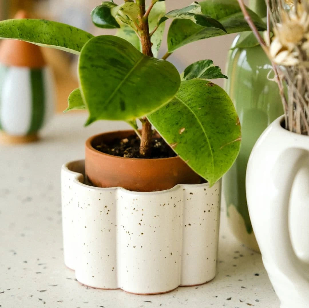 Coffret cadeau - Plantsitter XL