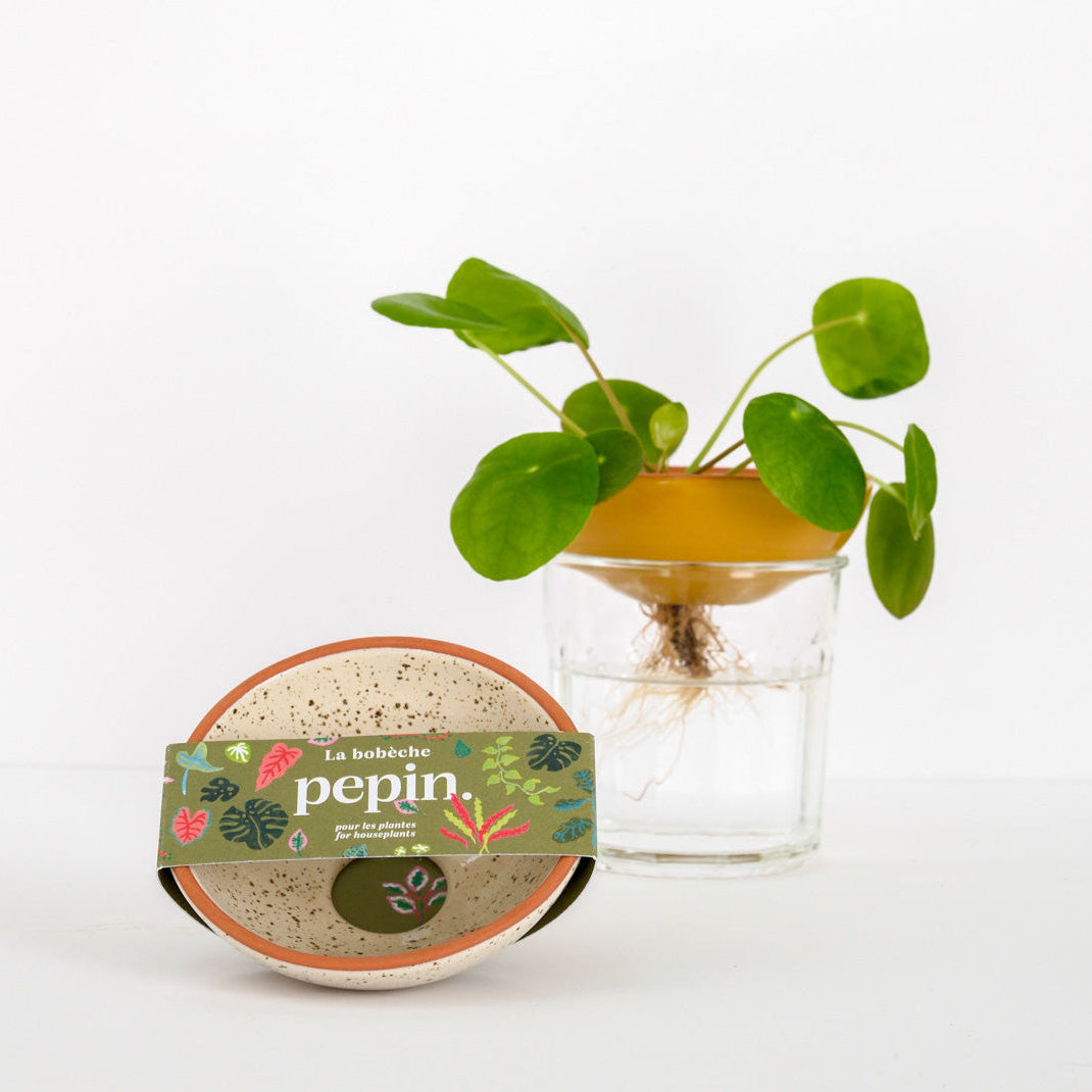 Bobèche-Pflanzen - Weißkörnig