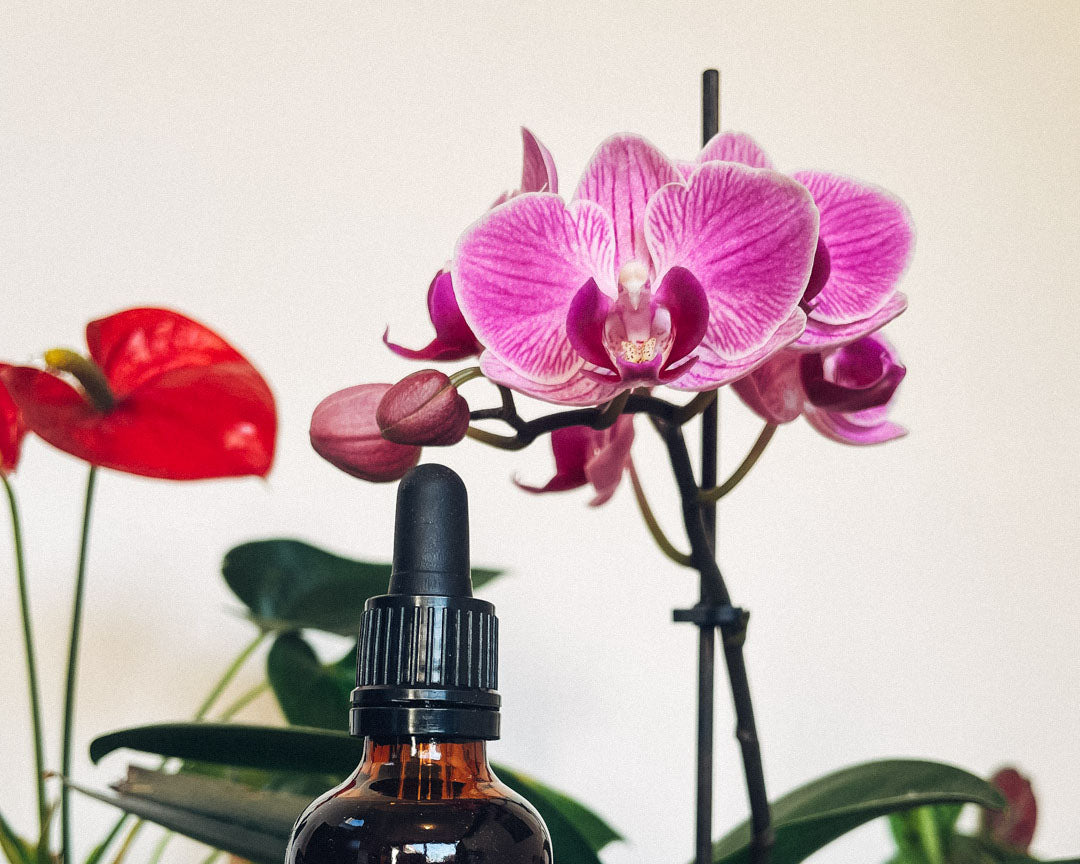 Comment faire refleurir une orchidée?