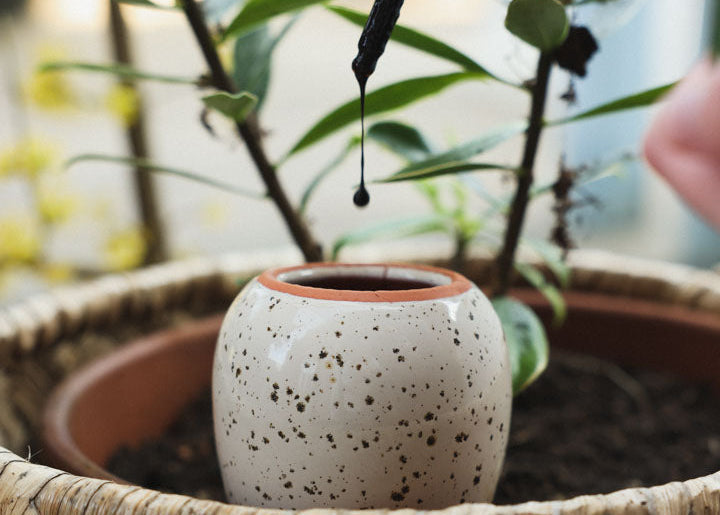 Les oyas sont-elles vraiment efficaces ? Ce que dit la science sur l'arrosage par diffusion