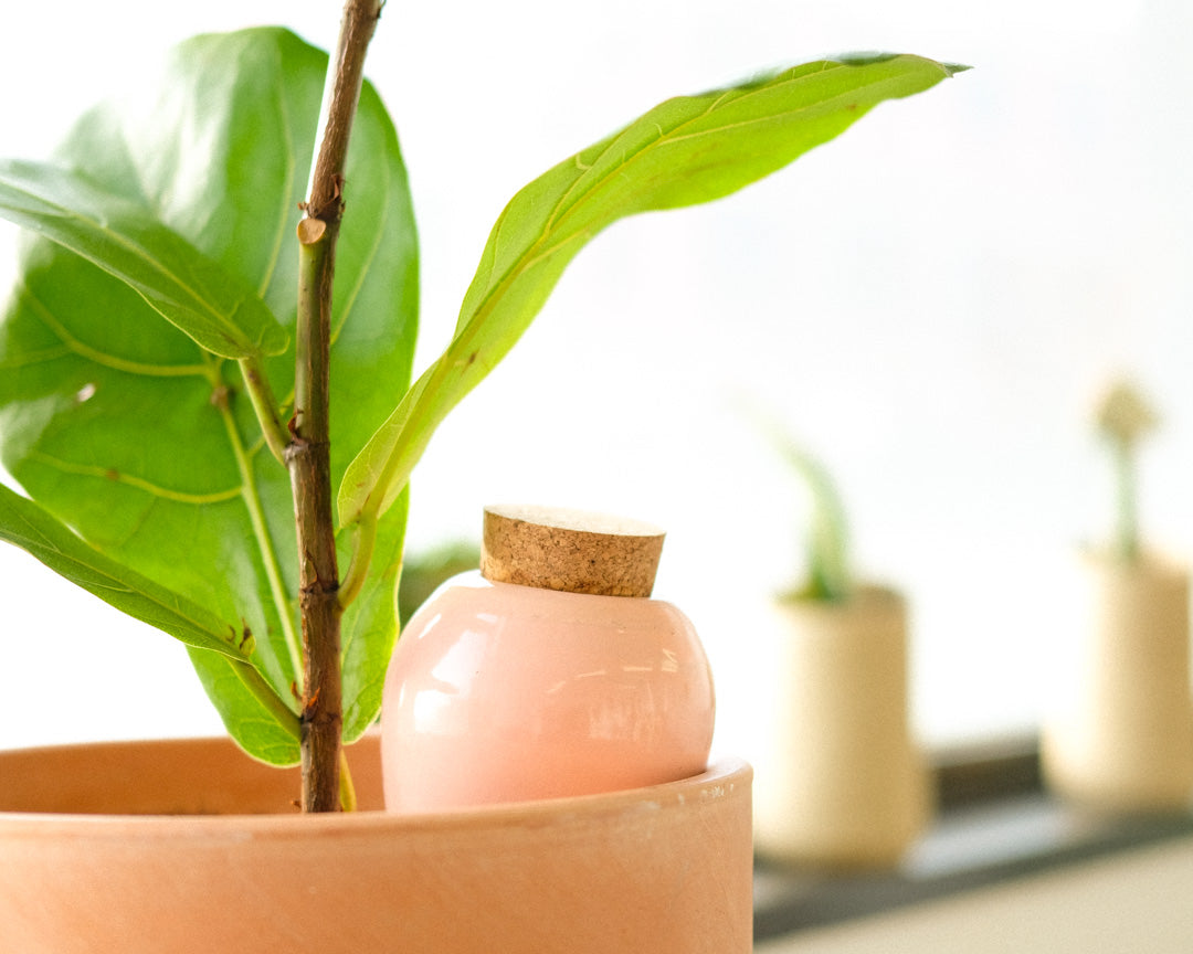 7 astuces pour arroser ses plantes pendant les vacances