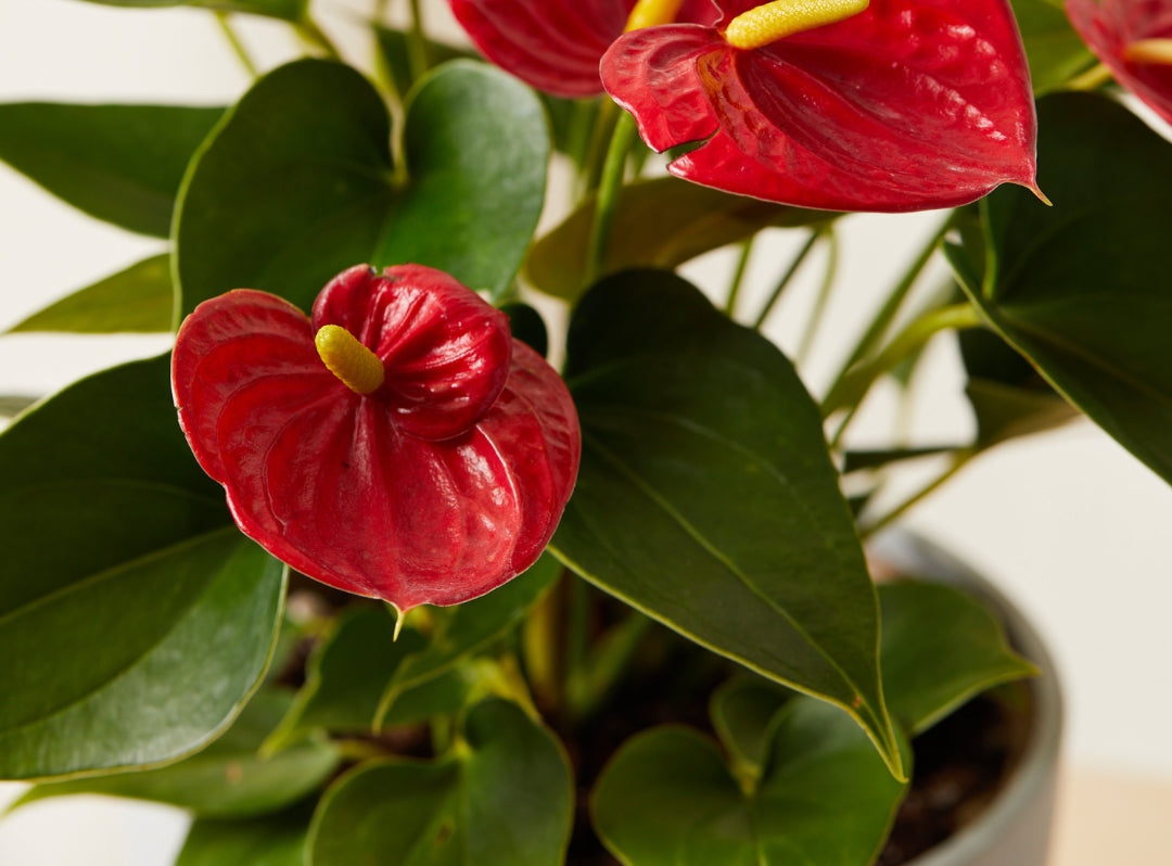 Anthurium 