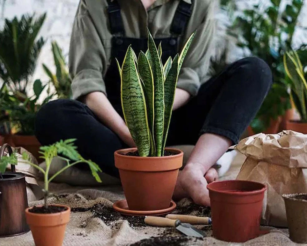 homme assis qui s'occupe de ses plantes d'intérieur