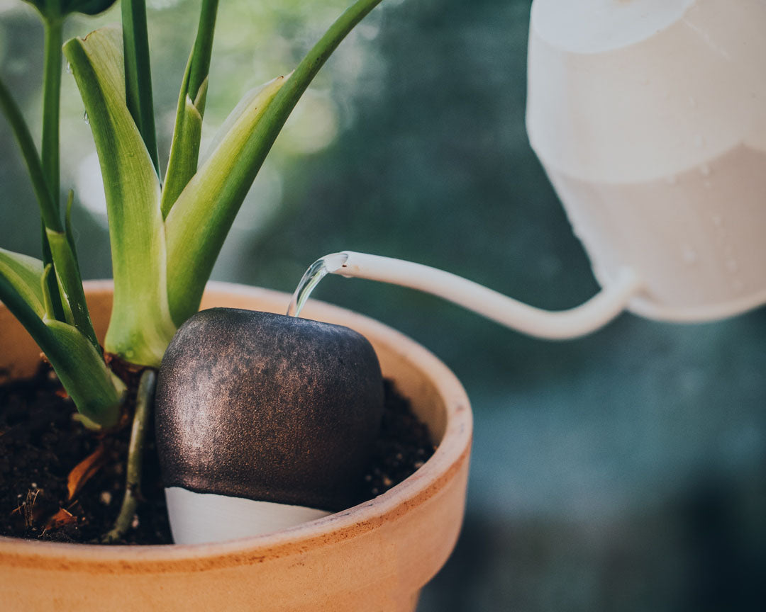 Bien arroser ses plantes : les erreurs à éviter