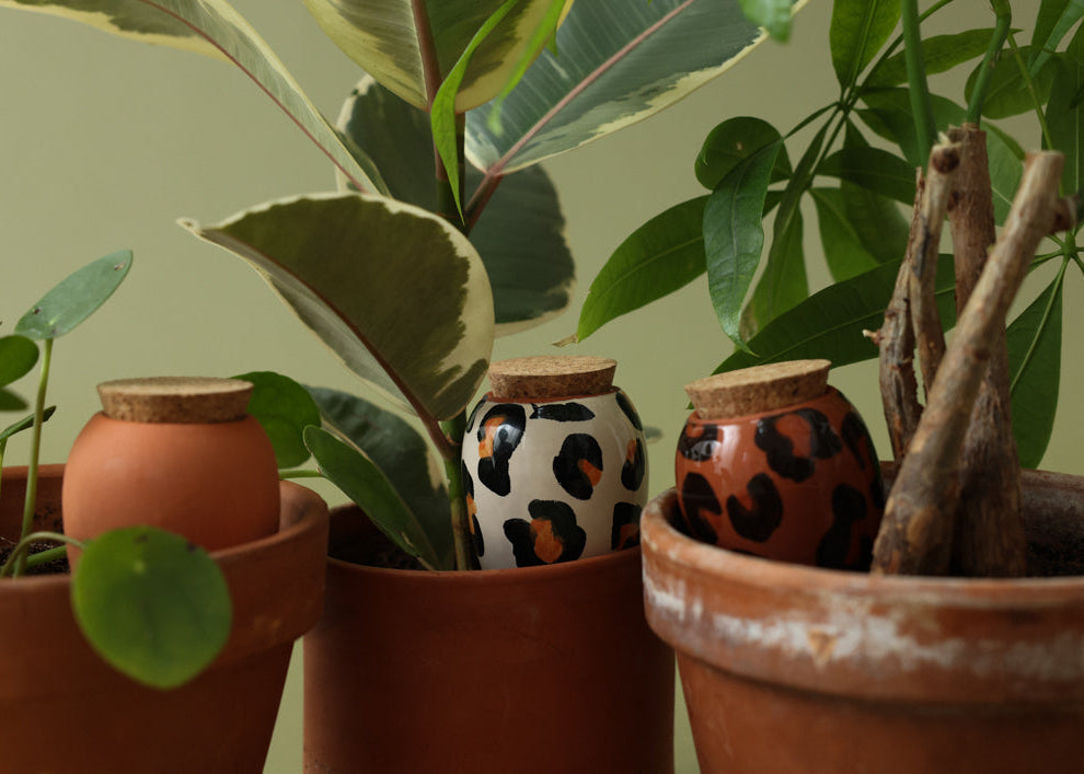 Oya en terre cuite : tout comprendre pour bien arroser ses plantes d'intérieur