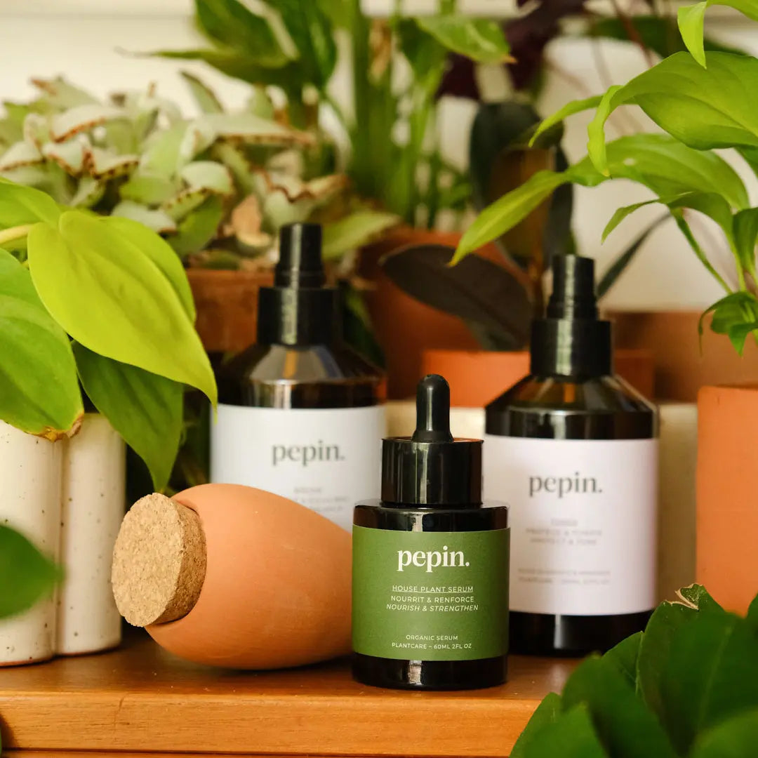 routine plantcare pepin sérum nourrissant plantes vertes, mini olla, brume nettoyante, toner