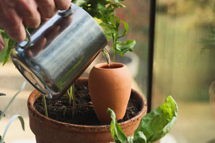 The simple little habit that finally makes peace between people and their houseplants