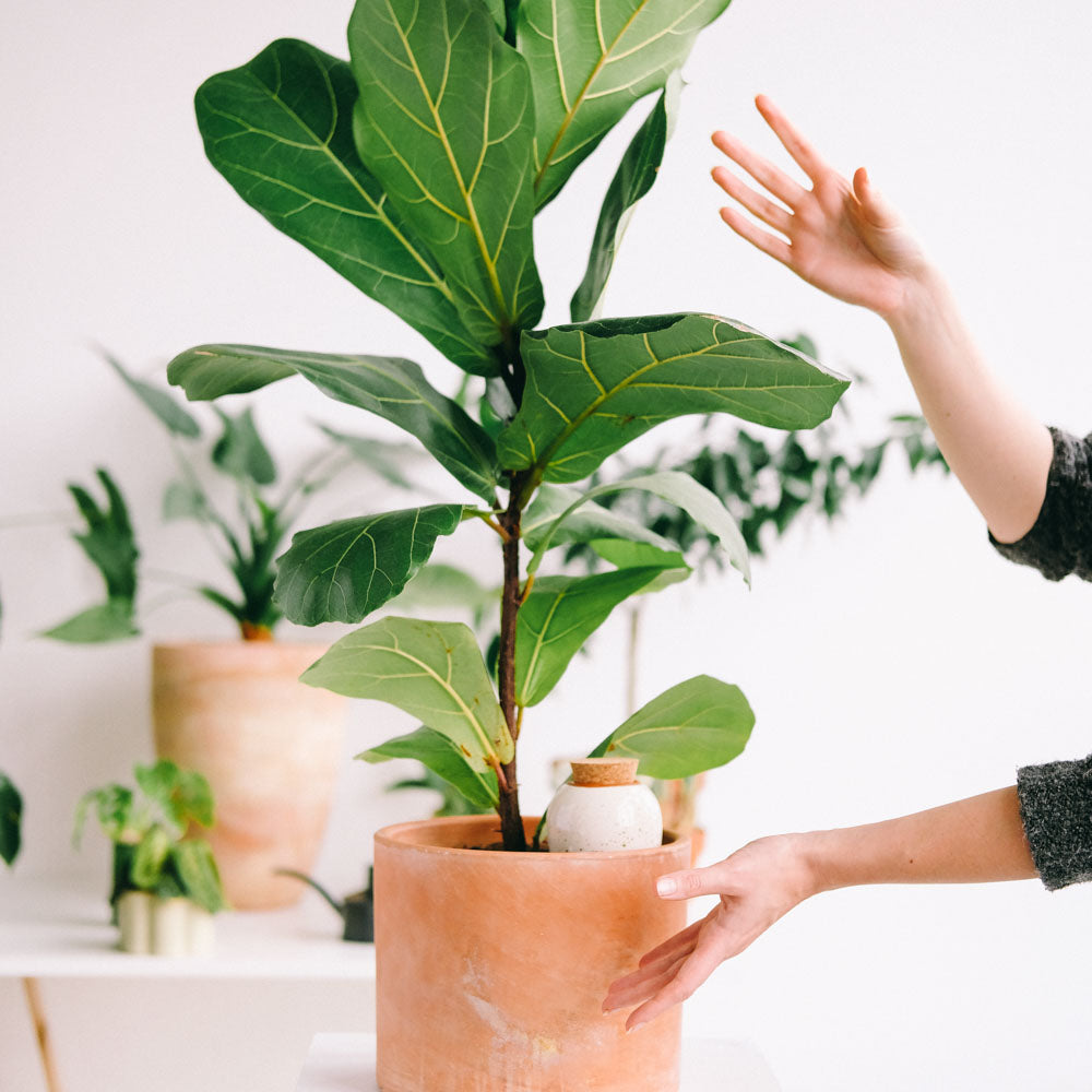olla hydratante a planté terracotta blanc grainé plantée dans un pot