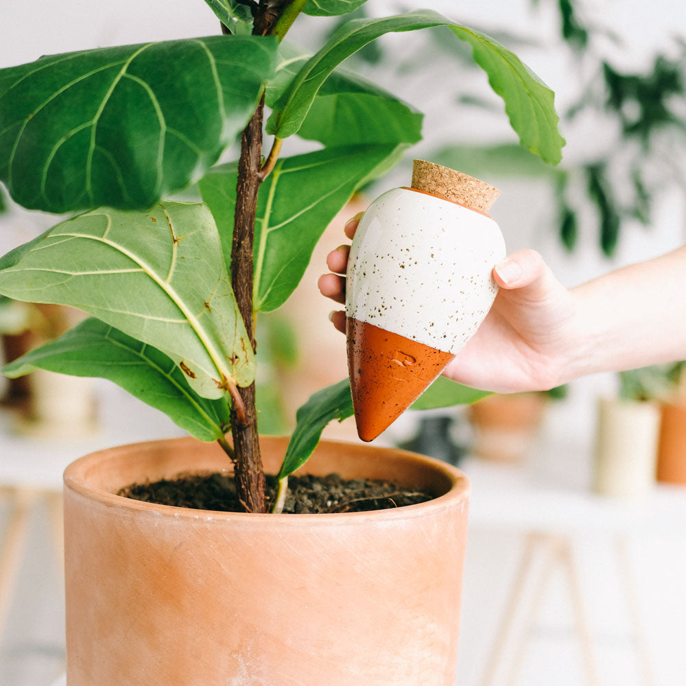 olla hydratante a planté terracotta blanc grainé prête à être planté dans un pot