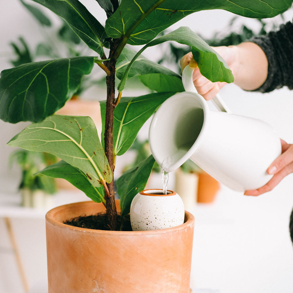 olla hydratante a planté terracotta blanc grainé arrosée dans un pot