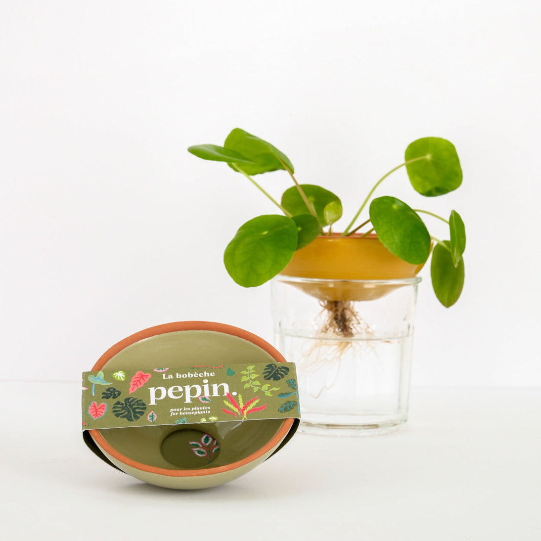 Bobèche-Pflanzen – Salbeigrün