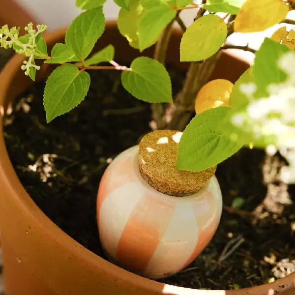 ollas hydradante a plante raye orange et blanc creme plante dans une pot d une plante d interieur 