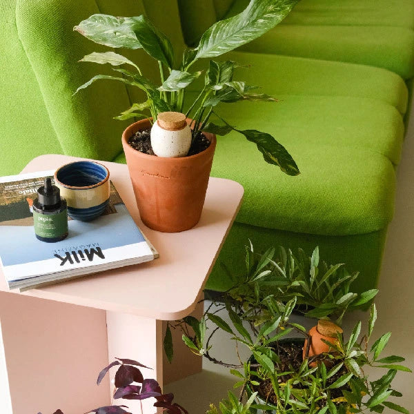 mini olla blanc graine plante dans un pot avec une plante d interieur pose sur une table avec un serum nourrissant plantes verte sur le sol un pot avec une plante d'interieur avec plante une mini olla terracotta