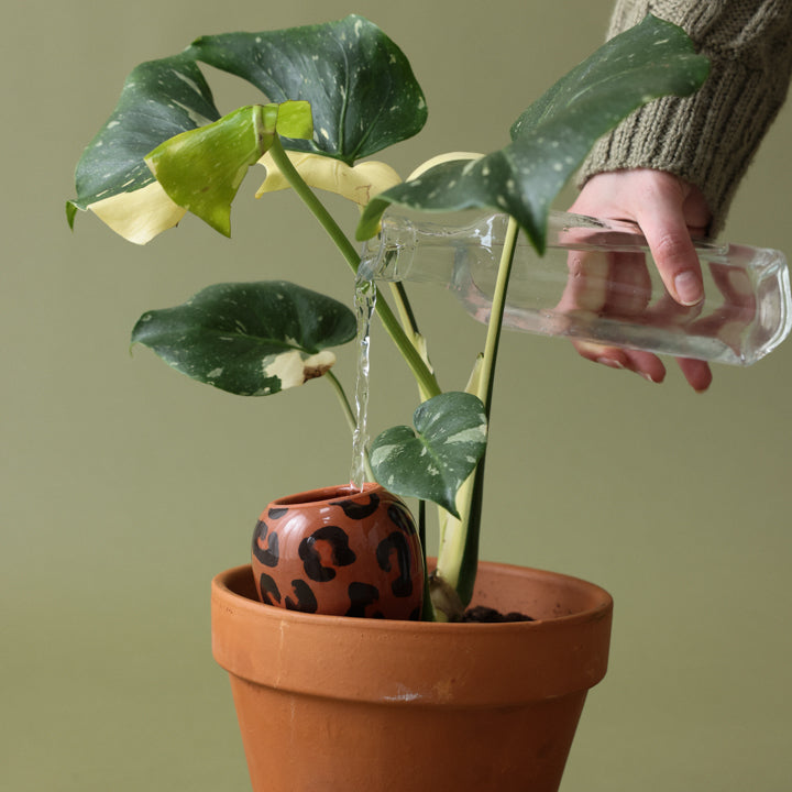 Olla - Leopard Macchiato